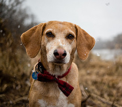 Obedience for dogs