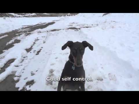 Dog Training Videos 19