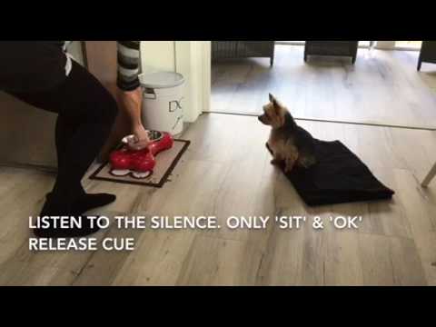 Dog Training Videos 15