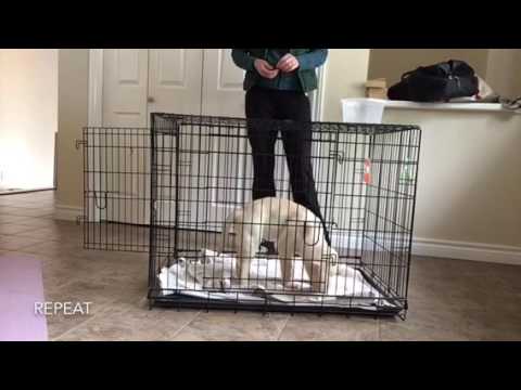 Crate Training Your Puppy 1
