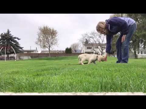 Dog Training Videos 9