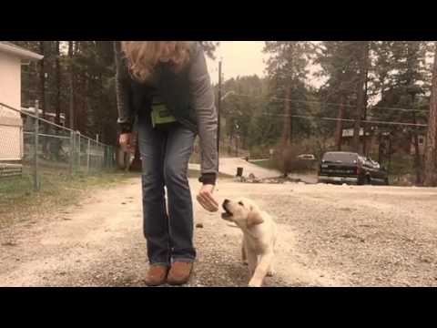 Dog Training Videos 7