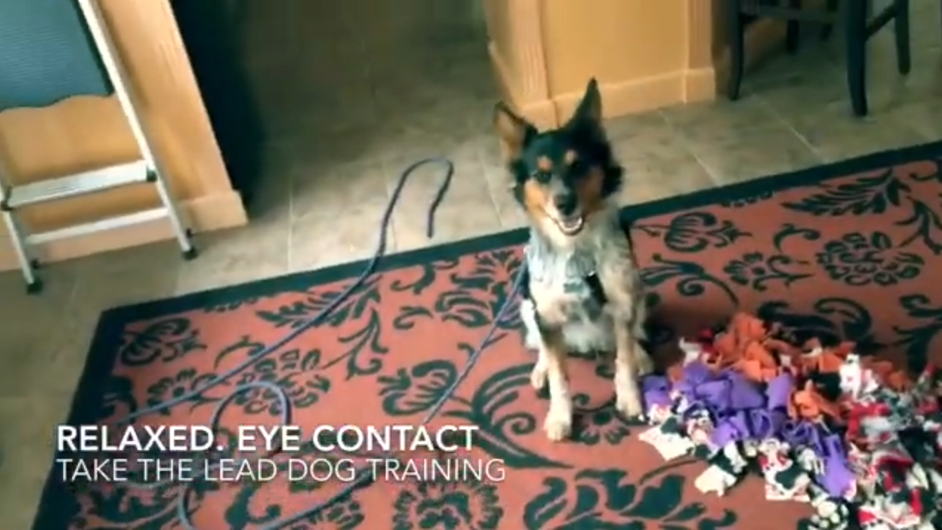 Dog Training Videos 3