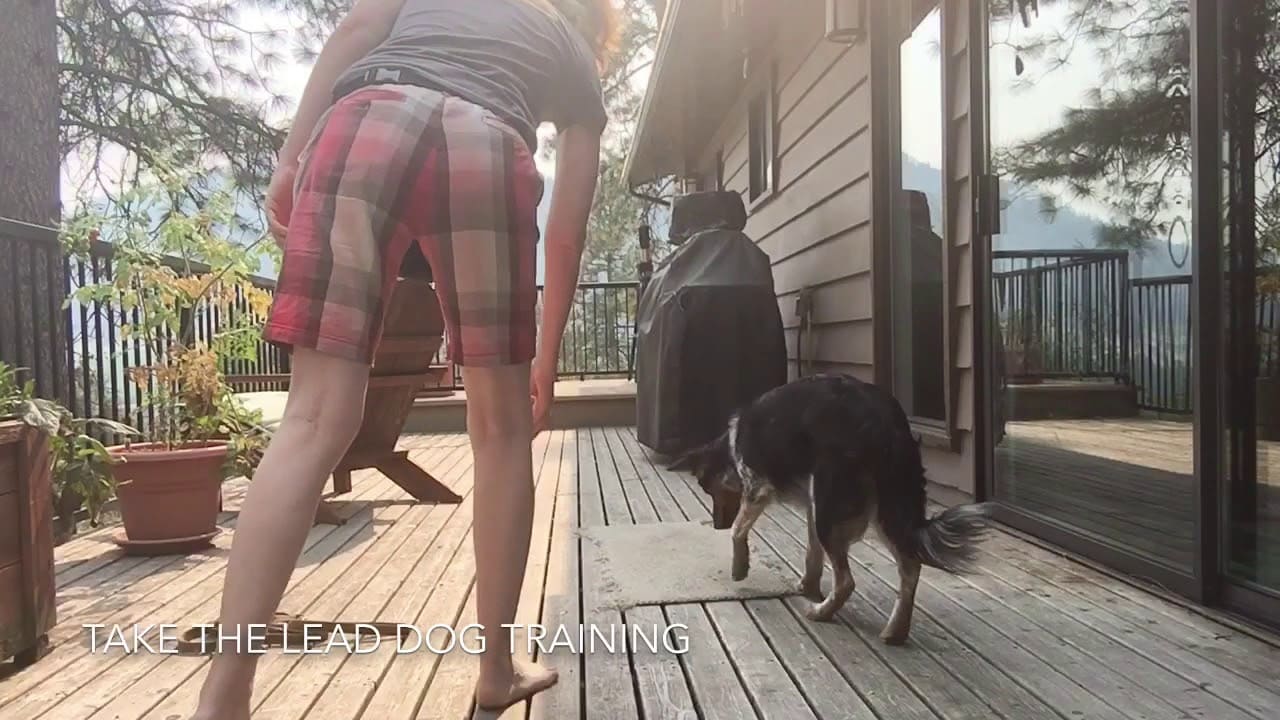 Dog Training Videos 5