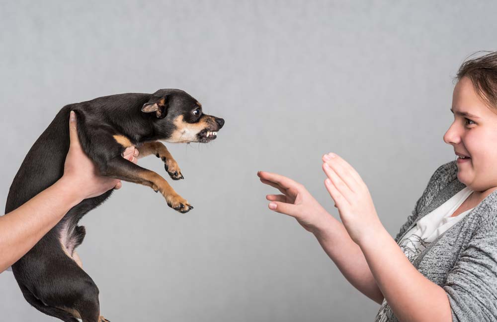 dog trainer for aggression