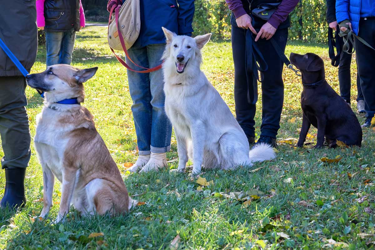 Dog Training Life Skills Introduction Class near Kelowna, BC