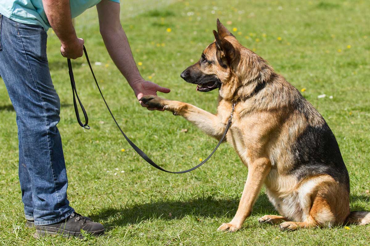Intermediate Dog Training Classes near West-Kelowna, Penticton & Peachland