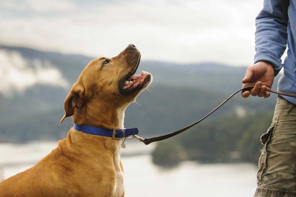 Private Dog Training in West Kelowna, Penticton, Peachland, BC