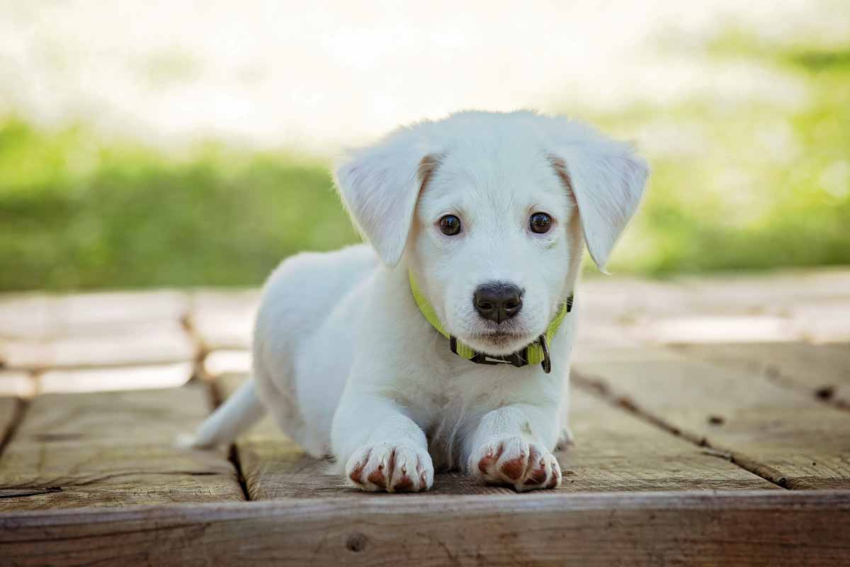 Puppy-Training-Program-in-the-Okanagan-Valley