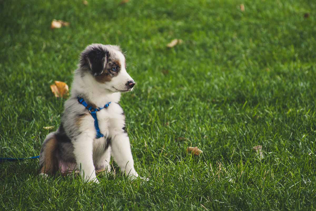 Puppy Training in Penticton, Summerland, Peachland, Kelowna, and West Kelowna