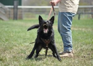 aggressive dog class