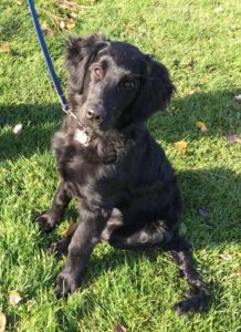 Puppy Life Skills Training Class 1