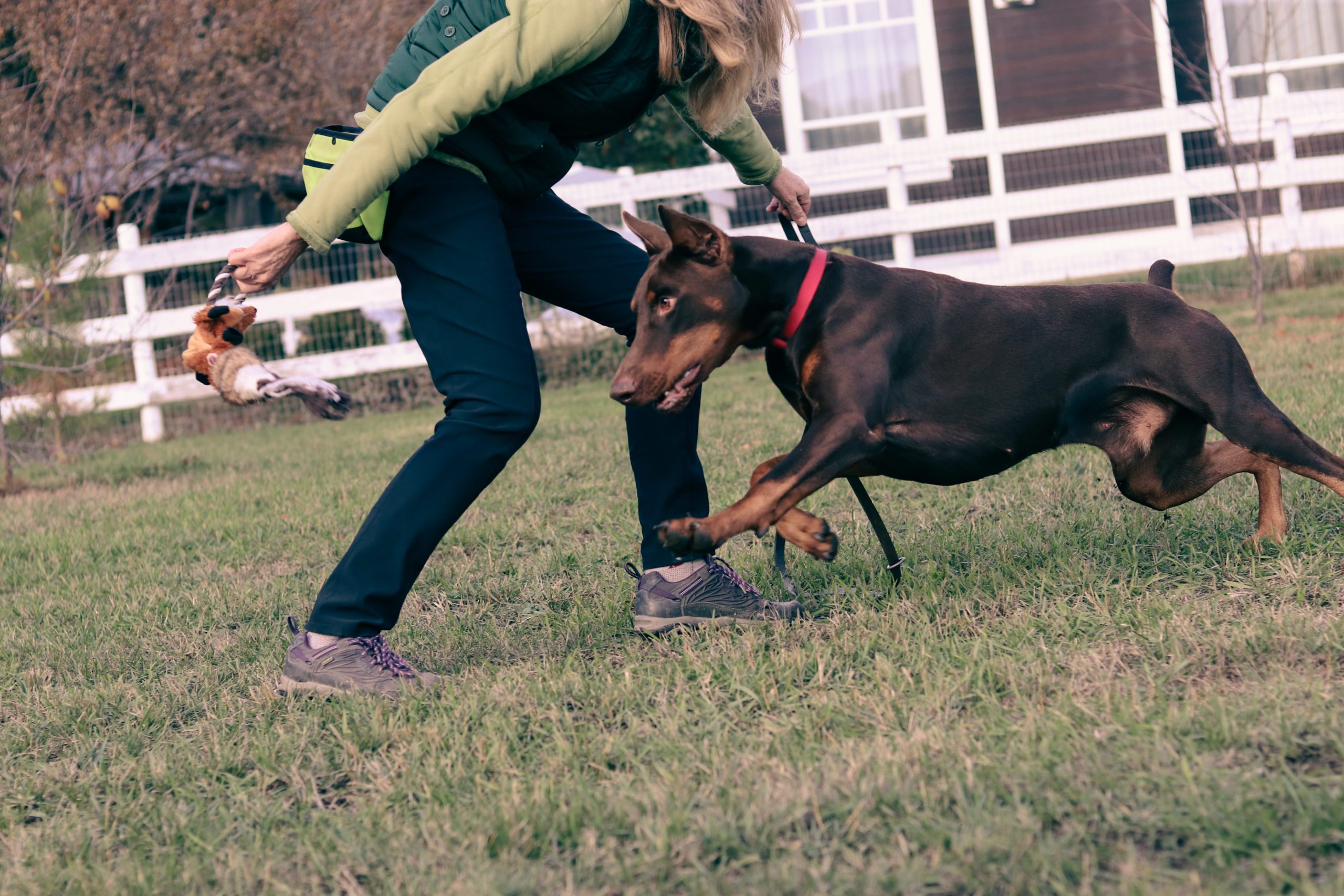 My Training Philosophy 1 Doberman chasing a tug toy in the field with his trainer.