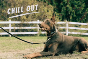 Chill Out Dog Training Class 1