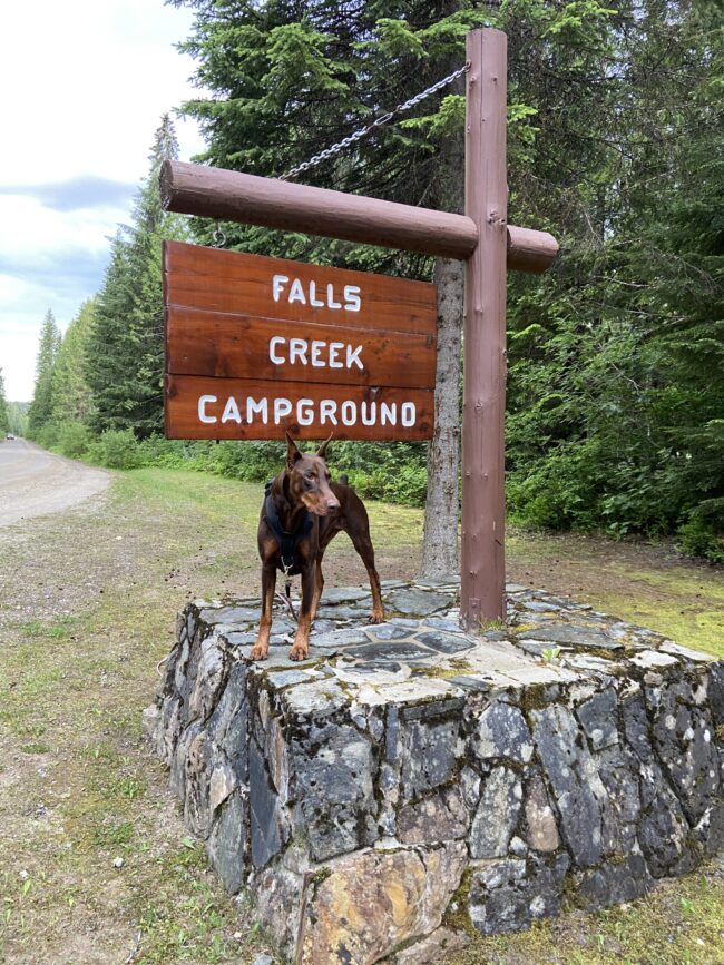 Doberman dog standing at the Falls creek campground sign