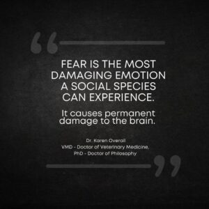 Be the place of safety for your dog 1